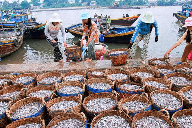 Cá cơm tại Bình Thuận sau khi đánh bắt ở biển sẽ được phân loại để làm nước mắm hoặc cá hấp