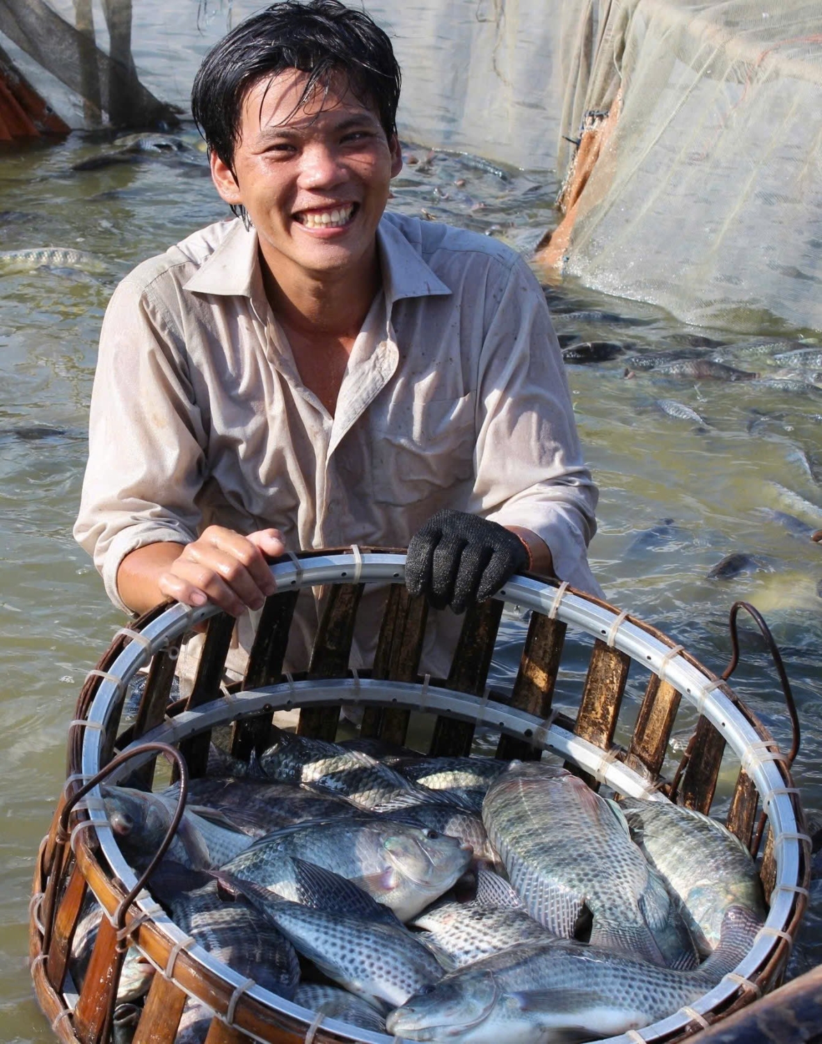 Hiện sản lượng cá rô phi Việt Nam đạt gần 300 000