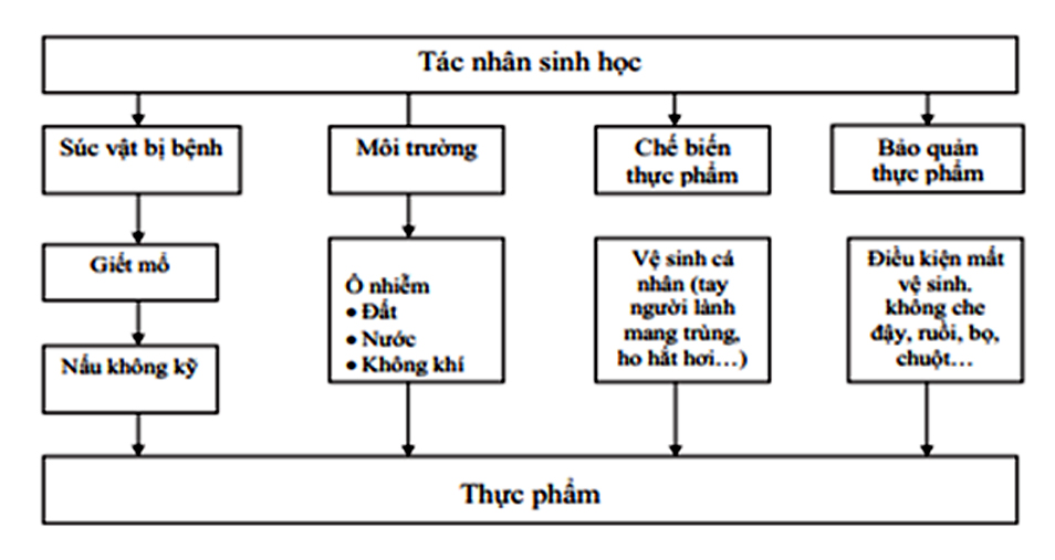 Con đường gây ô nhiễm sinh học vào thực phẩm